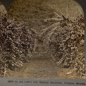 Antique 1900 Stereoview Photo Card Coffee Banana Hacienda Orizaba Mexico Keyston